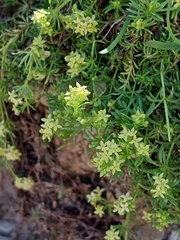 Galium anisophyllon