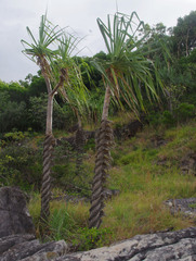 Pandanus cookii