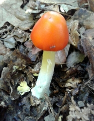 Amanita erythrocephala