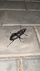 Lucanus cervus