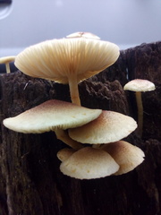 Gymnopilus