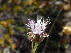 Monardella viminea