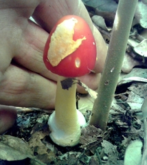 Amanita erythrocephala