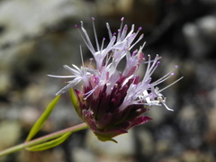 Monardella viminea