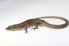 Loxopholis rugiceps
