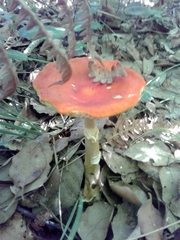 Amanita erythrocephala