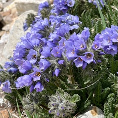 Polemonium confertum