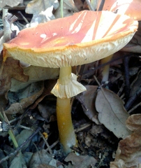 Amanita erythrocephala
