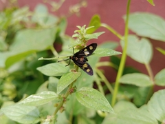 Thyrassia subcordata