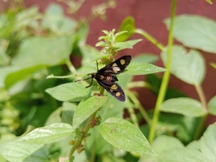 Thyrassia subcordata