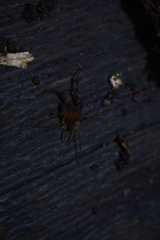 Metagyndes pulchella