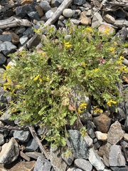 Corydalis aurea aurea