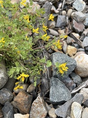 Corydalis aurea aurea