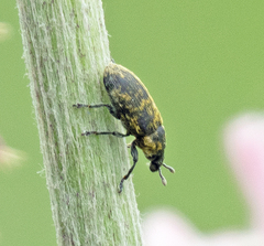 Rhinocyllus