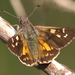 Antipodia Skipper - Photo (c) David Mules, some rights reserved (CC BY-NC), uploaded by David Mules