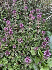 Pedicularis refracta transmorrisonensis