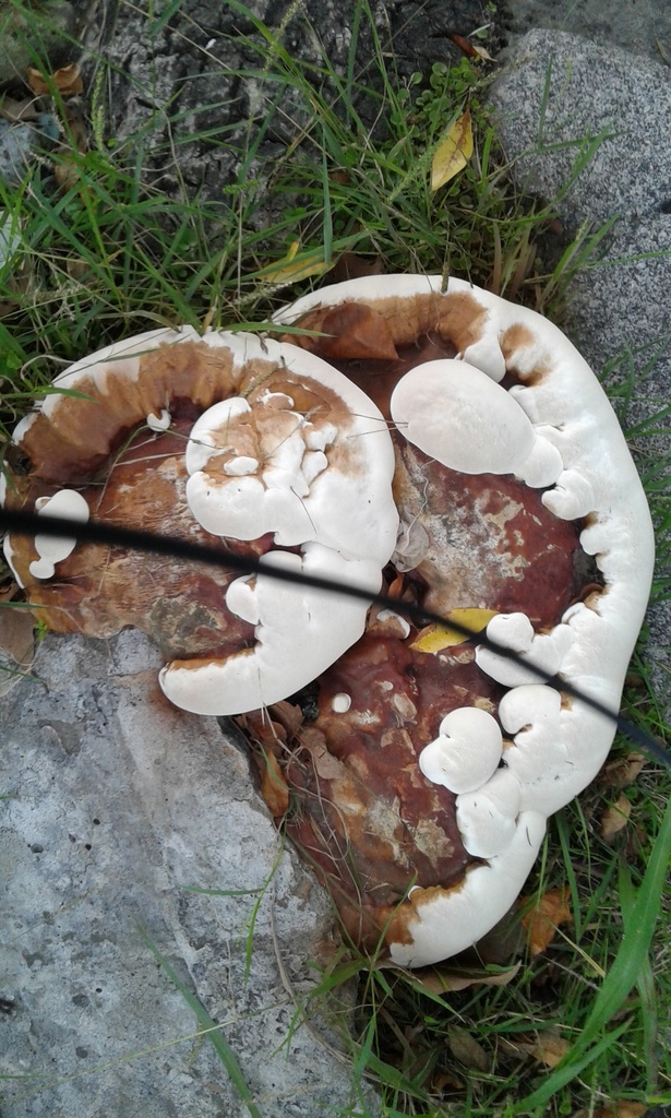Ganoderma resinaceum · March 2021 · photo: © tutitah (iNaturalist, cc0)