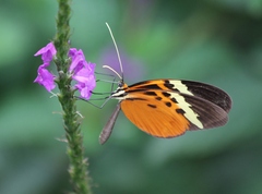 Melinaea menophilus zaneka