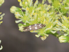 Scythris scopolella