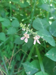 Phaseolus polystachios