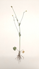 Ranunculus pedatifidus