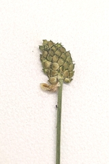 Ranunculus pedatifidus