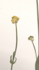 Ranunculus pedatifidus