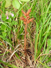 Orobanche teucrii