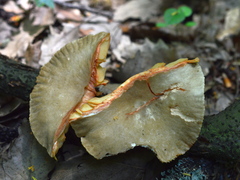 Lactarius ruginosus