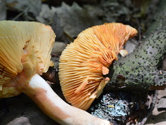 Lactarius ruginosus