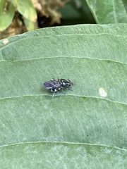 Adoxomyia subulata