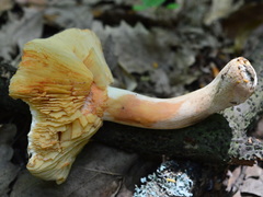 Lactarius ruginosus