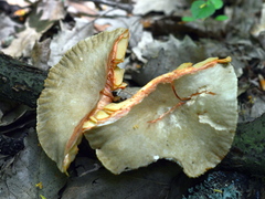 Lactarius ruginosus