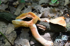 Lactarius ruginosus
