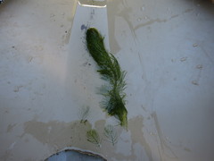 Myriophyllum sibiricum