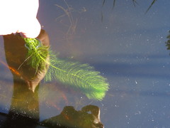 Myriophyllum sibiricum