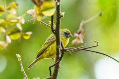 Crithagra hyposticta