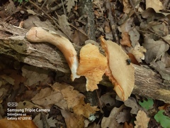 Lactarius ruginosus