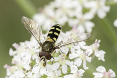 Melangyna compositarum