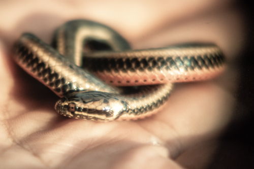 South American Pond Snake, Pseudoeryx plicatilis