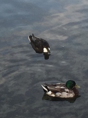 Anas platyrhynchos domesticus