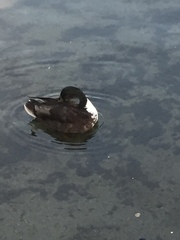 Anas platyrhynchos domesticus