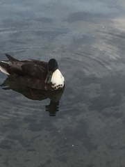 Anas platyrhynchos domesticus