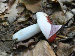 Russula lepida