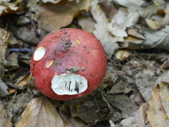 Russula lepida