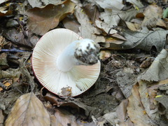 Russula lepida