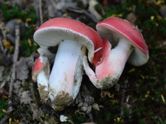 Russula lepida