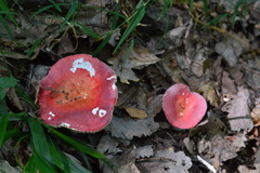 Russula lepida