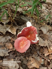 Russula lepida
