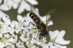 Melangyna compositarum